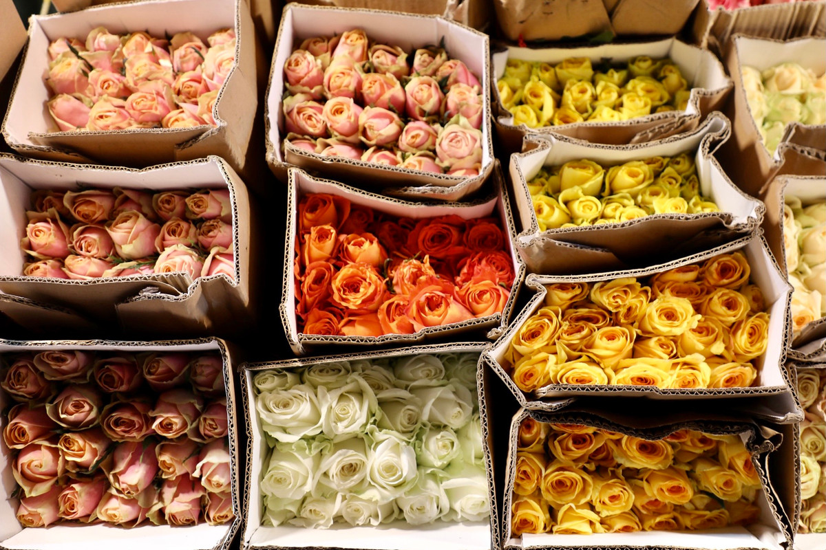 Các giống hoa hồng ngoại đủ màu sắc cũng được trưng bày phục vụ nhu cầu người dân.