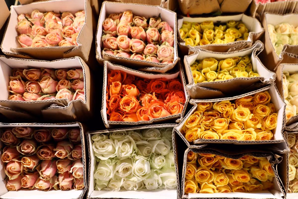 Các giống hoa hồng ngoại đủ màu sắc cũng được trưng bày phục vụ nhu cầu người dân.