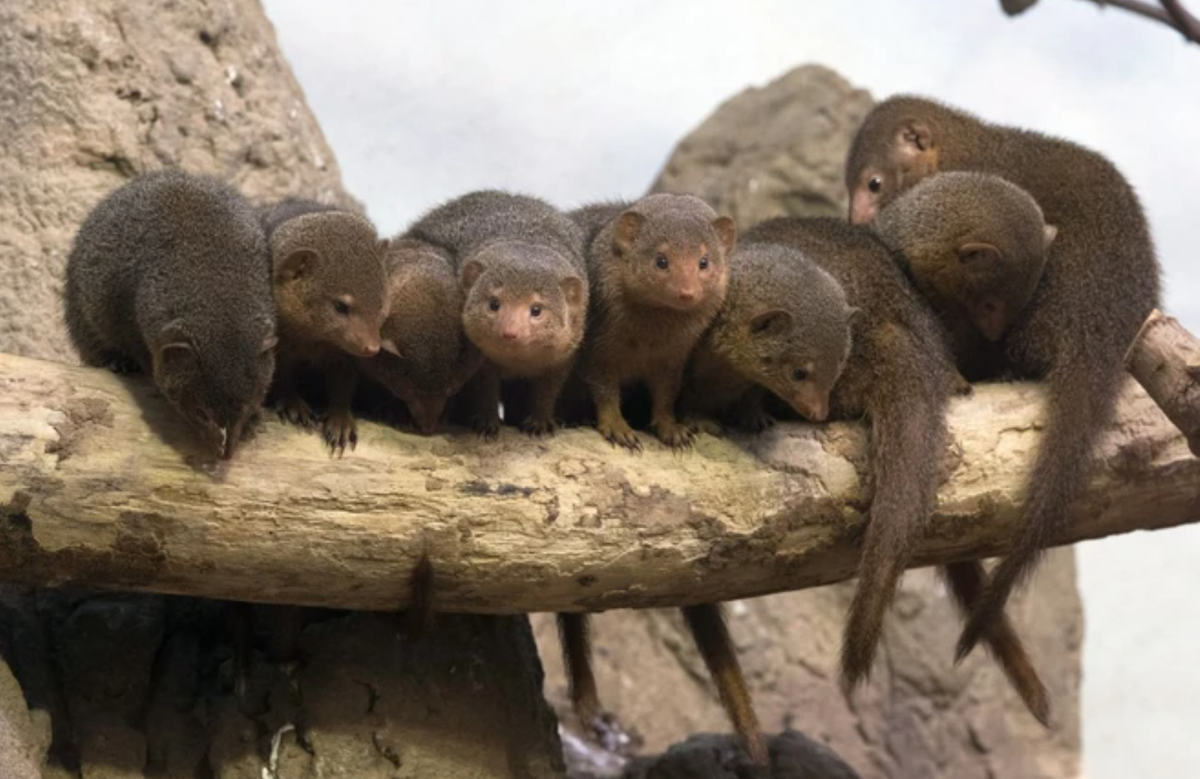 Dong bo sinh khien cay mangut khong the nhan ra con cua chinh minh