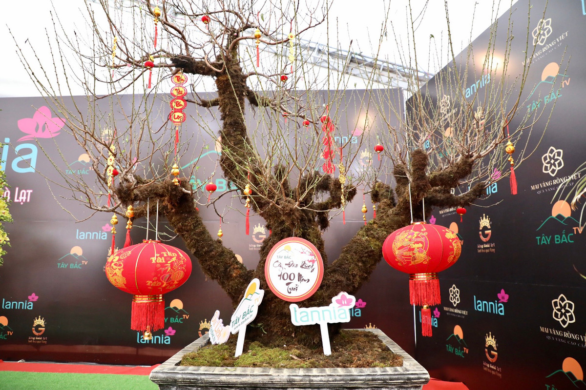 Tại gian hàng chợ hoa Tết 2023 trước sân vận động Mỹ Đình (quận Nam Từ Liêm, TP Hà Nội) đang trưng bày nhiều loại cây cảnh phục vụ dịp Tết Nguyên đán. Nổi bật trong số đó là một gốc đào cổ thụ có tuổi đời lên tới 100 năm.