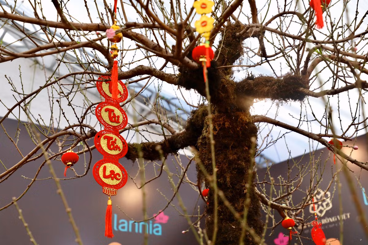 Chủ nhân gốc đào cổ thụ cho biết, trước khi mang xuống Hà Nội bày bán, cây đào có nguồn gốc từ một gia đình dân tộc ở Lai Châu. Gốc đào cao 6m, tán lá rộng 5m, chu vi gốc 90cm, nặng khoảng 1,5 tấn.