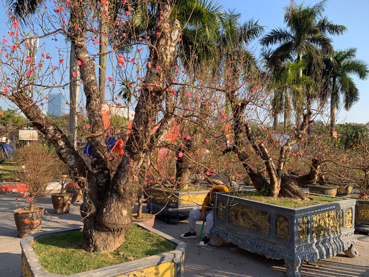 Trên các tuyến phố ở Hà Nội cũng bày bán nhiều gốc đào cổ thụ.