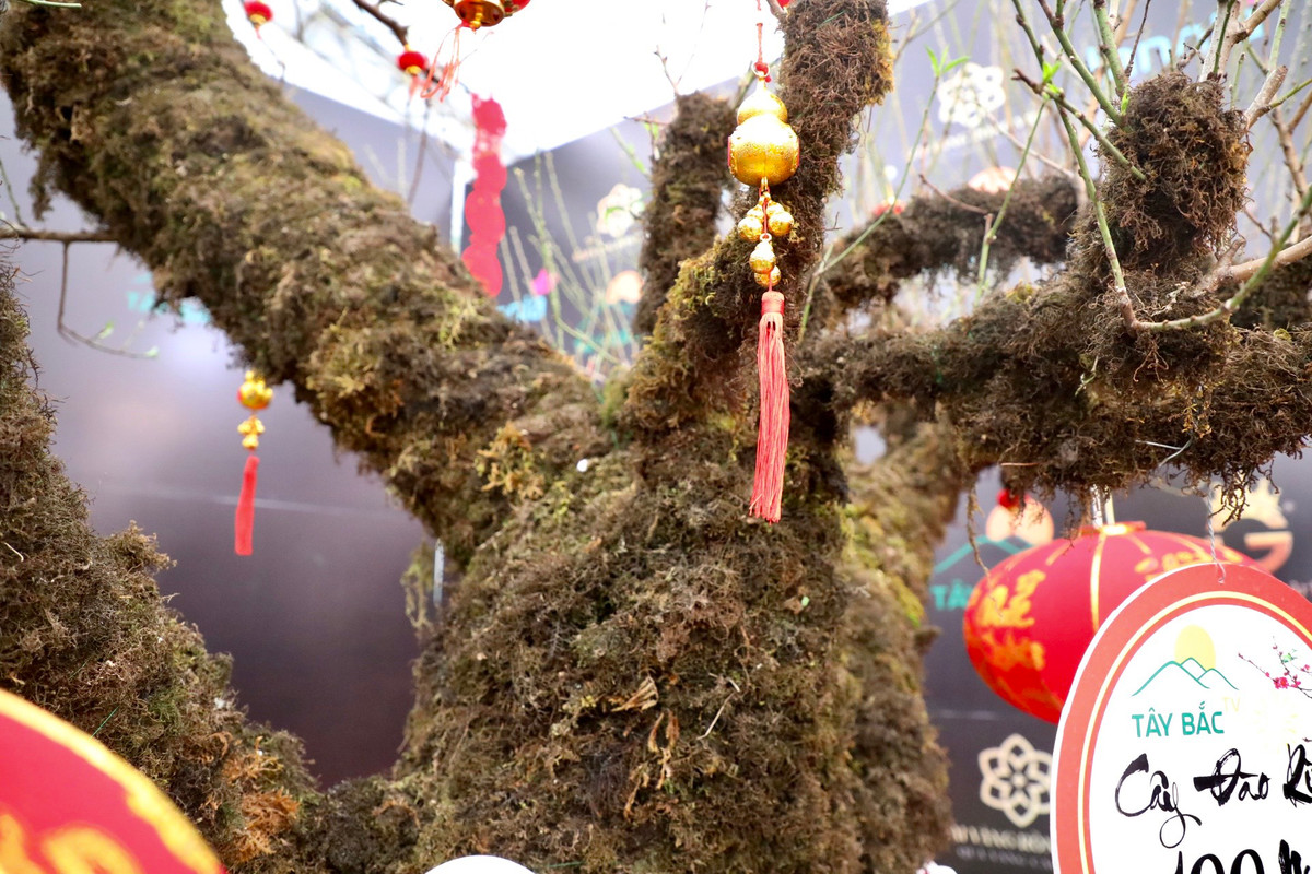 Từ gốc đến thân cây đào đều bám phủ lớp rêu phong.