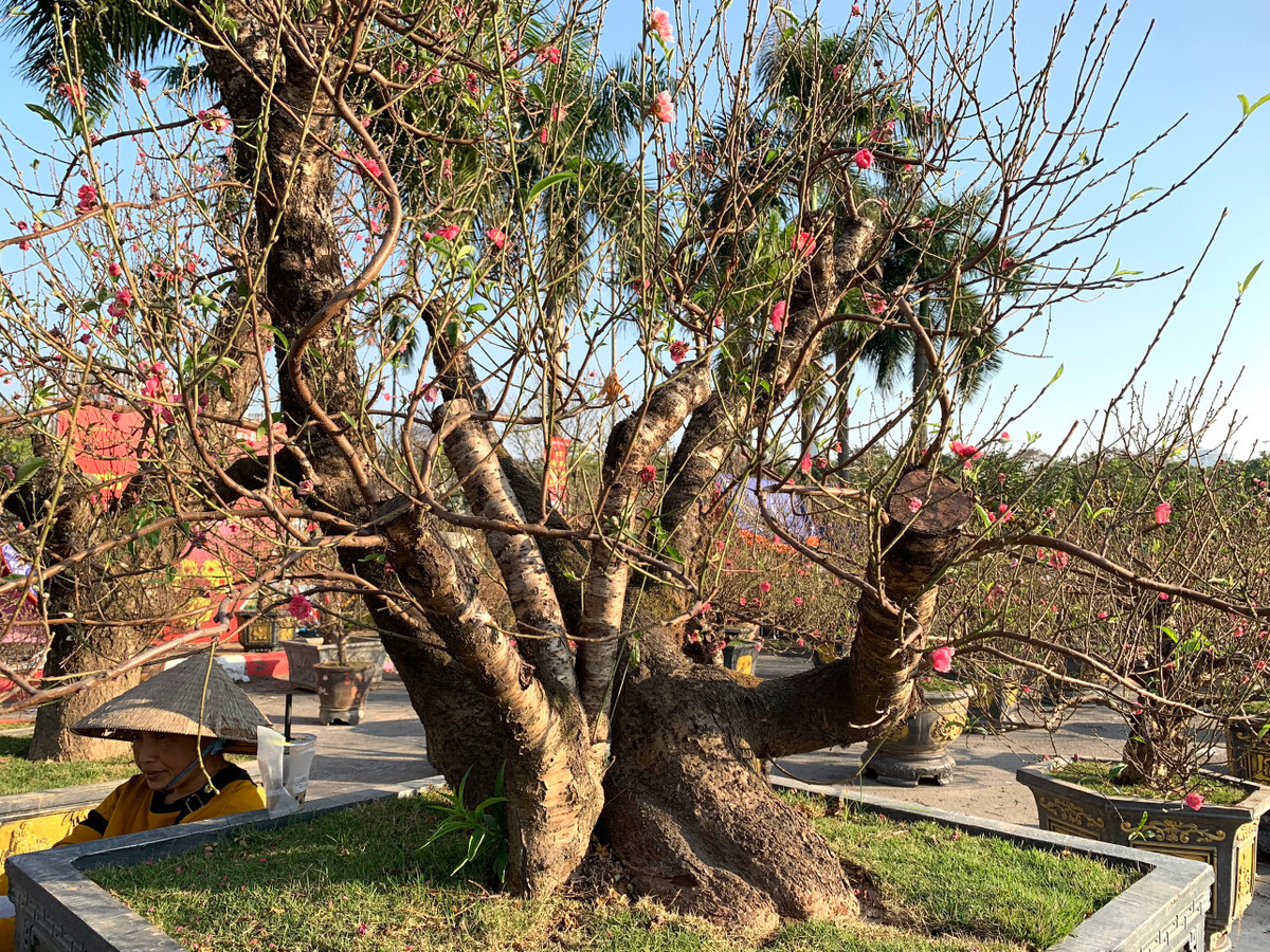 Theo các nhà vườn, đối với những gốc đào to, nhiều năm tuổi người dân thường lựa chọn thuê để chơi Tết.