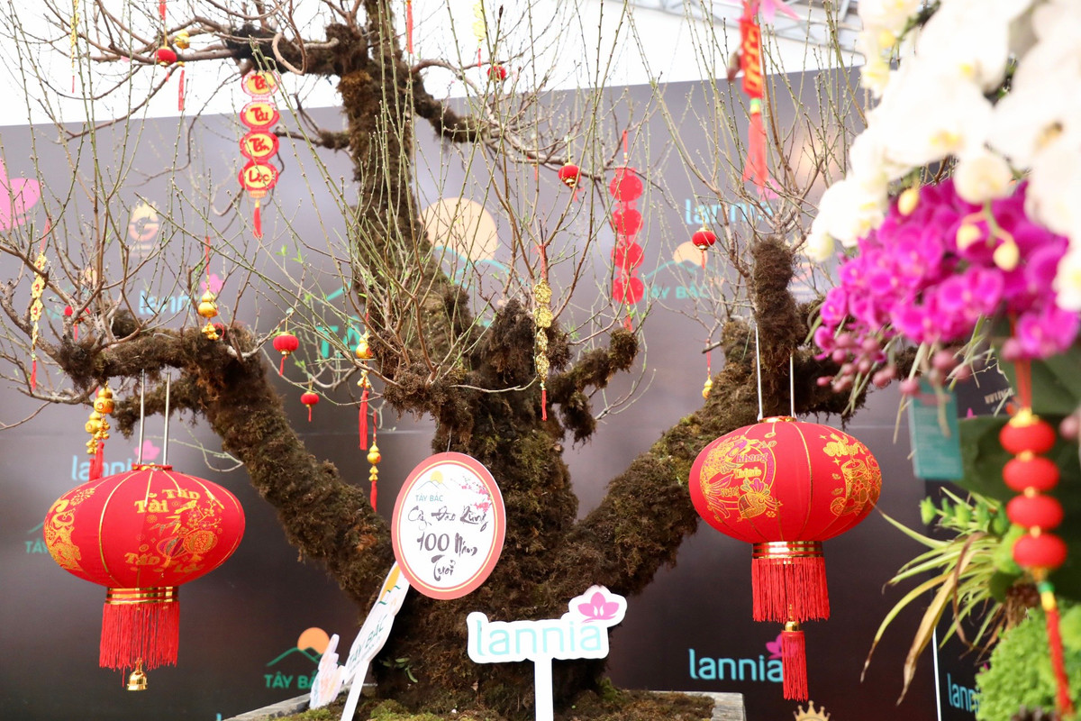 Chủ gốc đào này cho biết thêm, thực sự đây là một cây đào quý. Nếu từ giờ đến 23 tháng chạp (tức ngày 14/1) không có người mua, ông sẽ bán đấu giá. Số tiền đấu giá được, ông sẽ dành một phần để làm từ thiện.