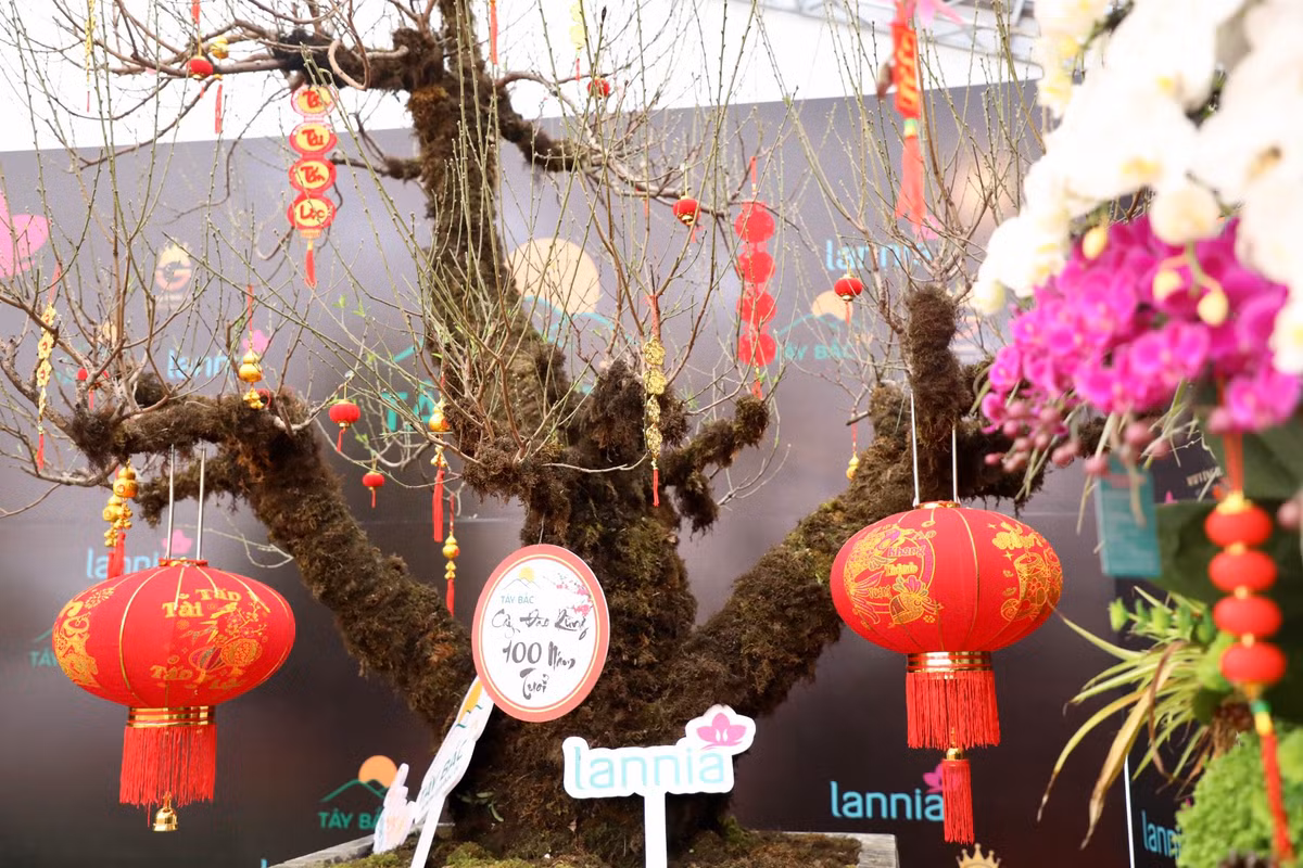 Chủ gốc đào này cho biết thêm, thực sự đây là một cây đào quý. Nếu từ giờ đến 23 tháng chạp (tức ngày 14/1) không có người mua, ông sẽ bán đấu giá. Số tiền đấu giá được, ông sẽ dành một phần để làm từ thiện.