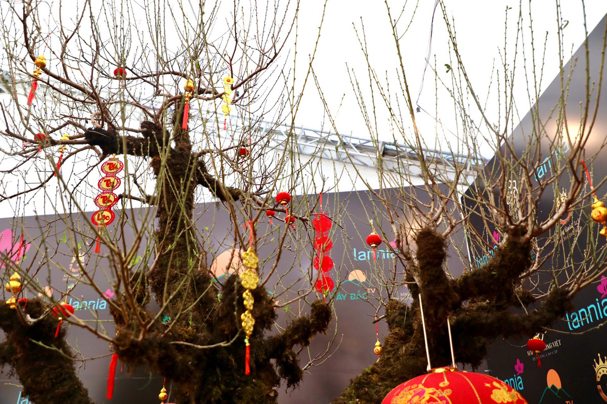 Các cành đào chi chít nụ, chuẩn bị ra hoa. Cây đào này là giống đào phai, cánh kép, bông to.