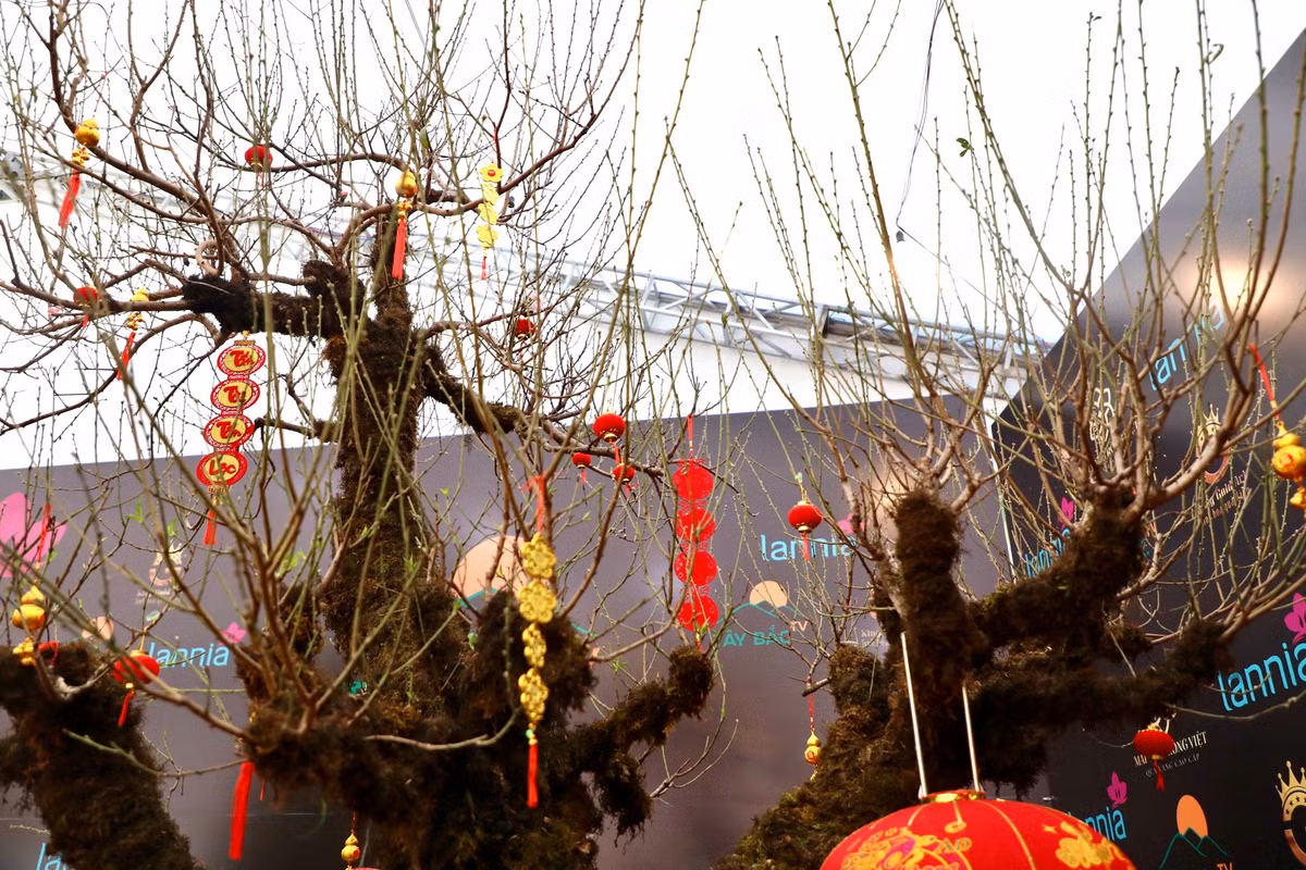 Các cành đào chi chít nụ, chuẩn bị ra hoa. Cây đào này là giống đào phai, cánh kép, bông to.