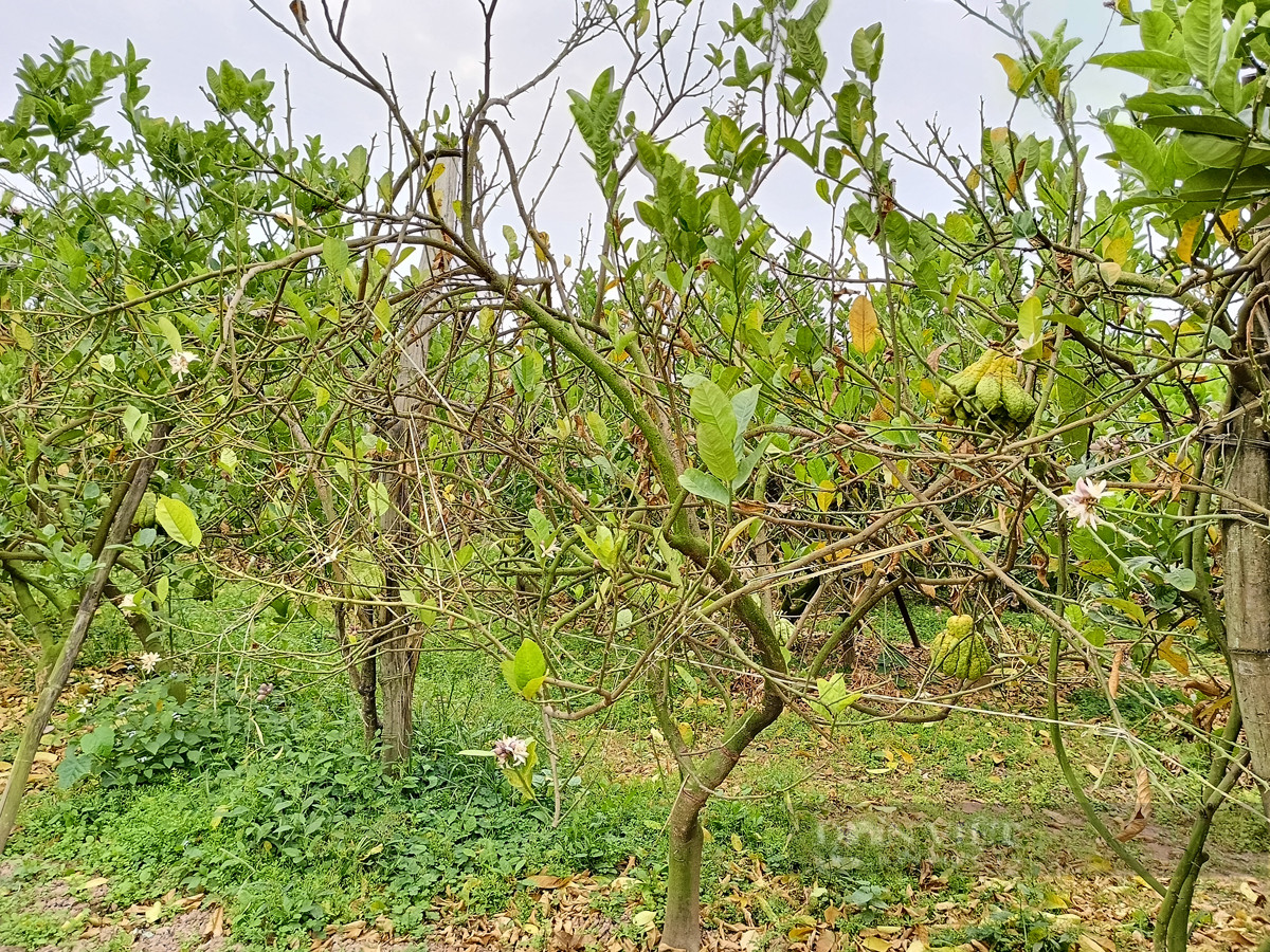 Bonsai “bàn tay Phật”, mang ra phố lắm người vào xem - Hình 9 Bonsai “ban tay Phat”, mang ra pho lam nguoi vao xem-Hinh-9