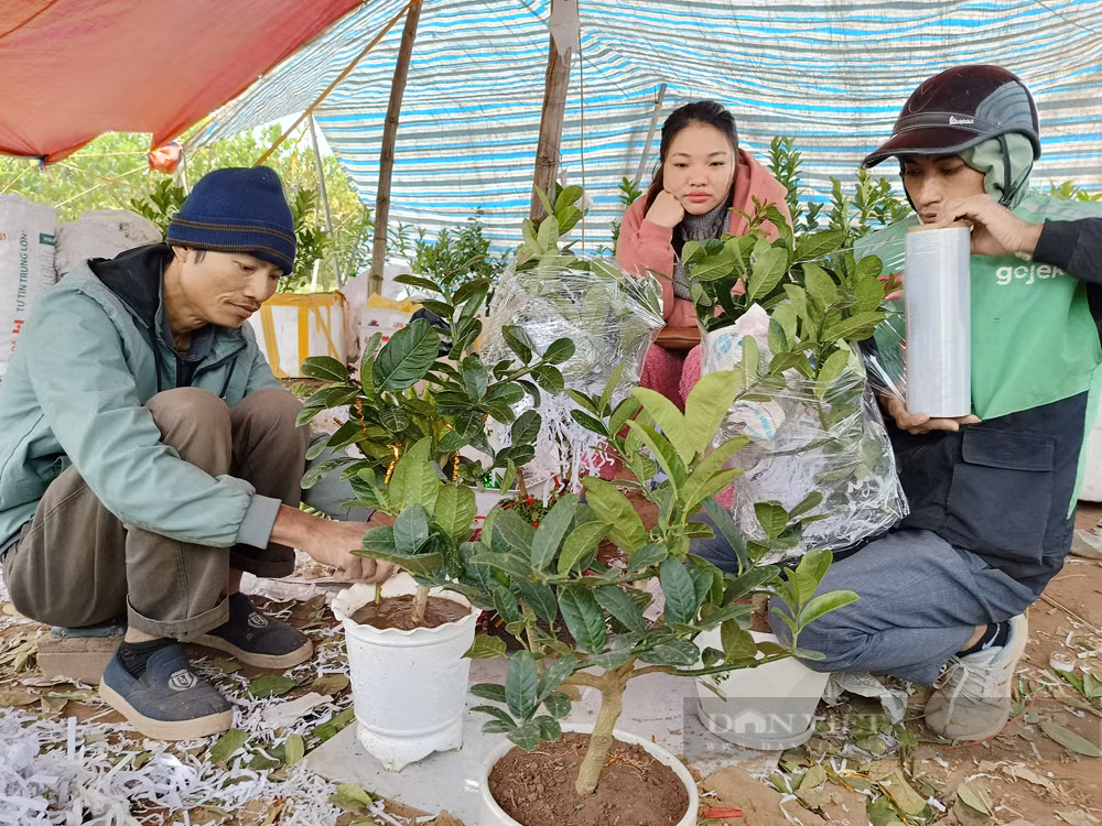 Bonsai “ban tay Phat”, mang ra pho lam nguoi vao xem-Hinh-2