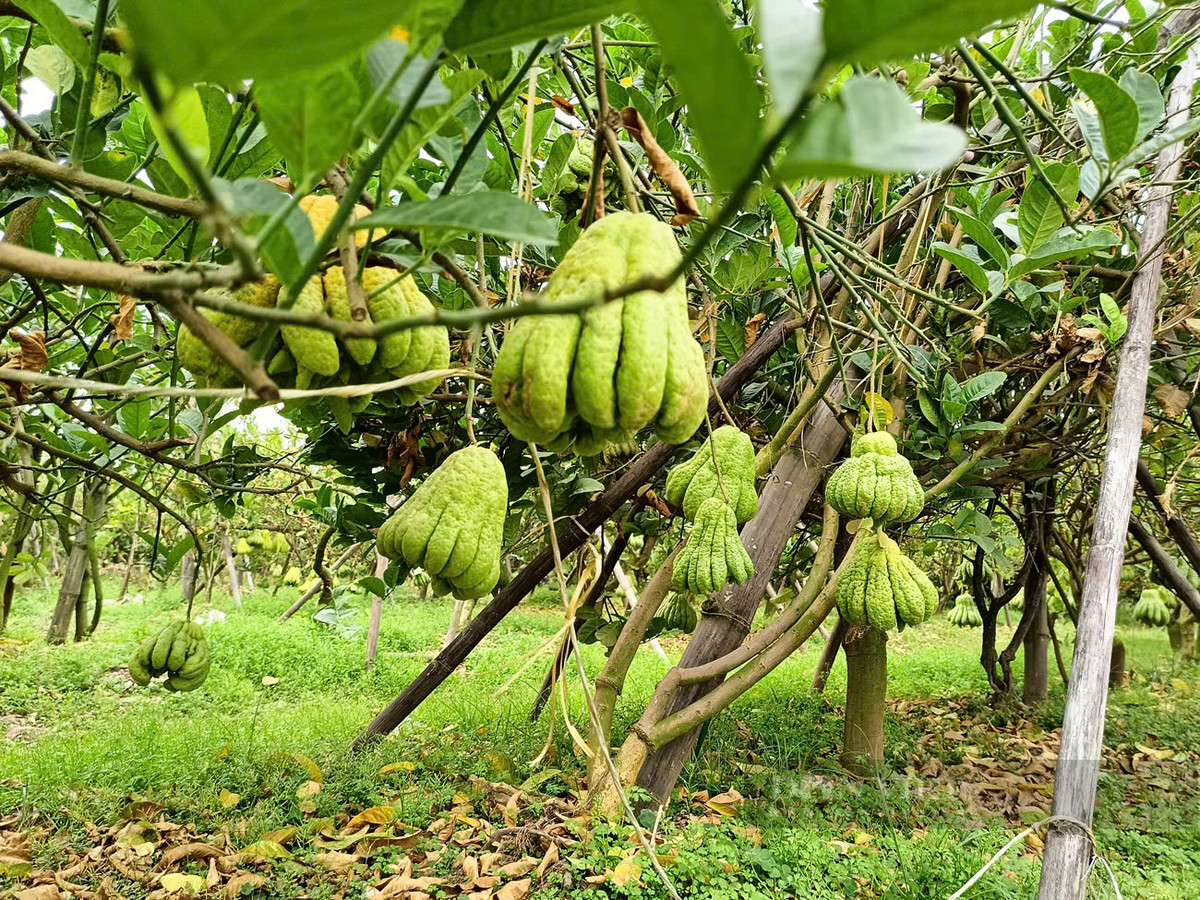 Bonsai “bàn tay Phật”, mang ra phố lắm người vào xem - Hình 8 Bonsai “ban tay Phat”, mang ra pho lam nguoi vao xem-Hinh-8