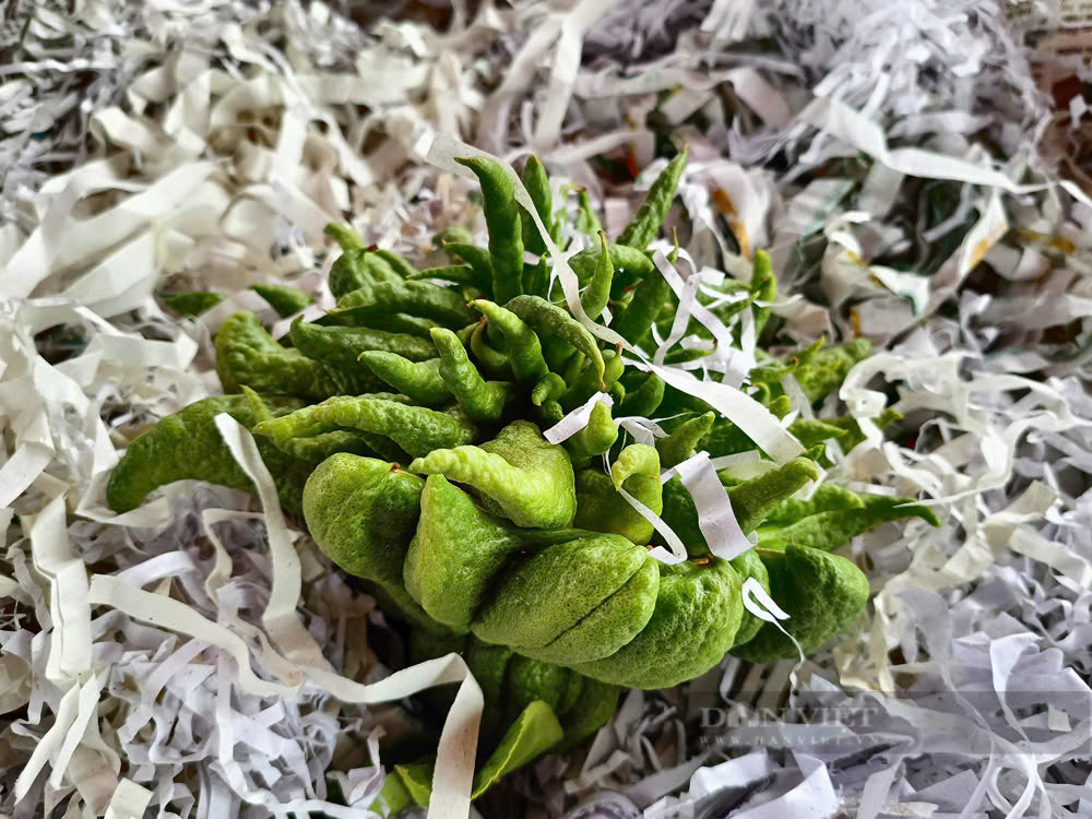 Bonsai “bàn tay Phật”, mang ra phố lắm người vào xem - Hình 3 Bonsai “ban tay Phat”, mang ra pho lam nguoi vao xem-Hinh-3