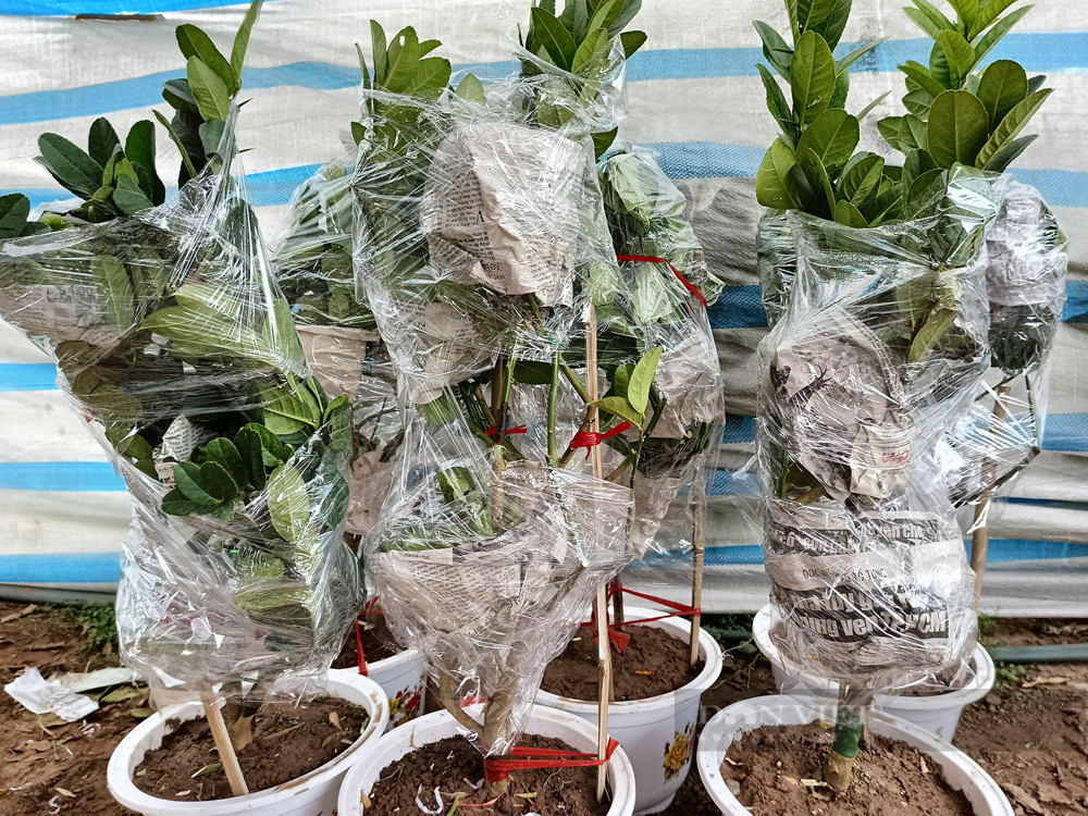 Bonsai “bàn tay Phật”, mang ra phố lắm người vào xem - Hình 6 Bonsai “ban tay Phat”, mang ra pho lam nguoi vao xem-Hinh-6