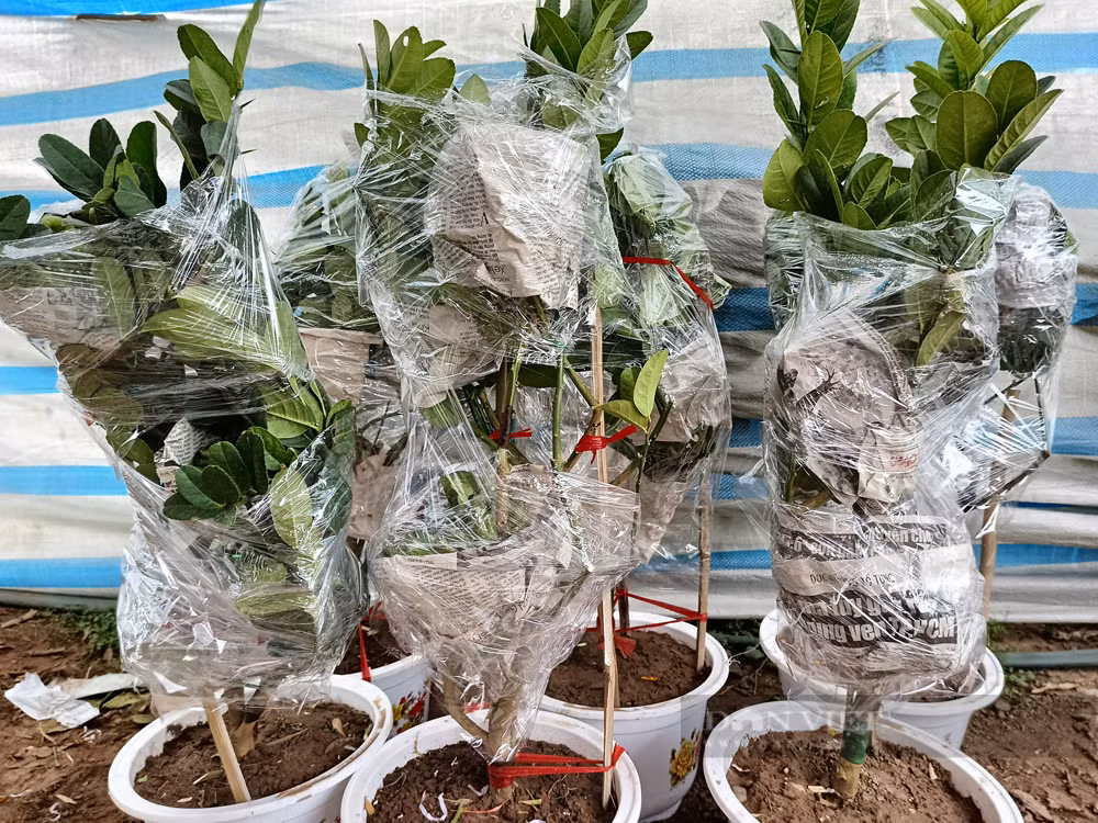 Bonsai “ban tay Phat”, mang ra pho lam nguoi vao xem-Hinh-6