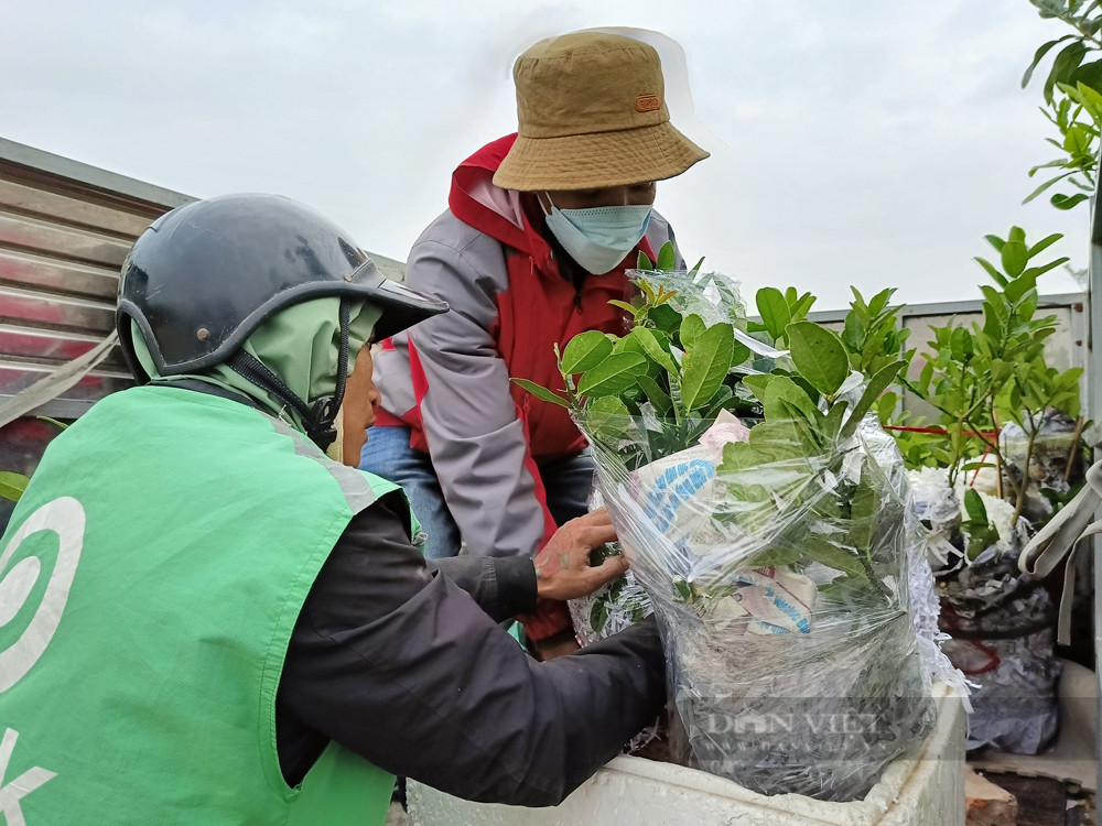 Bonsai “bàn tay Phật”, mang ra phố lắm người vào xem - Hình 7 Bonsai “ban tay Phat”, mang ra pho lam nguoi vao xem-Hinh-7
