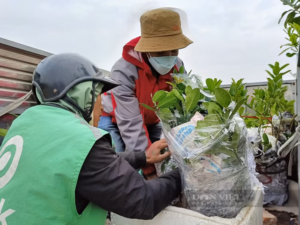 Bonsai “ban tay Phat”, mang ra pho lam nguoi vao xem-Hinh-7