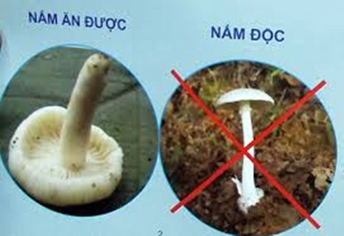 Nấm độc. Chứa nhiều chất dinh dưỡng và có mùi vị hấp dẫn. Thế nhưng môt số loại nấm độc có thể gây nôn mửa, tiêu chảy, co giật, hôn mê. Để phân biệt nấm độc là bằng mắt vì đa số chúng có màu sắc sặc sỡ và bắt mắt như trắng, vàng, xanh oliu, tím…có cuống mập.