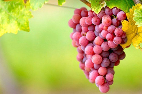 Nho. Nghiên cứu gần đây cho biết, lượng axit malic được tìm thấy trong trái nho có tác dụng hạn chế quá trình đổi màu của răng và giảm các vết ố. Ngoài ra da và hạt nho có chứa chất chống oxy hóa có tác dụng phòng ngừa trong các bệnh tim mạch và mạch máu não.