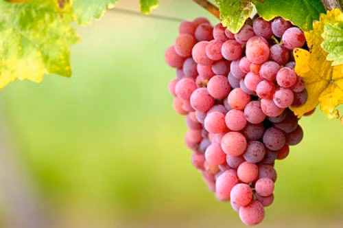 Nho. Nghiên cứu gần đây cho biết, lượng axit malic được tìm thấy trong trái nho có tác dụng hạn chế quá trình đổi màu của răng và giảm các vết ố. Ngoài ra da và hạt nho có chứa chất chống oxy hóa có tác dụng phòng ngừa trong các bệnh tim mạch và mạch máu não.