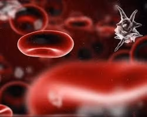  Nhiễm trùng huyết là một phản ứng mạnh đối với nhiễm khuẩn. Cơ thể sẽ sản sinh các hóa chất đưa vào máu để chống lại các mối đe dọa. Điều này khiến viêm lan rộng, theo thời gian, có thể làm chậm lưu lượng máu và tổn thương các cơ quan.