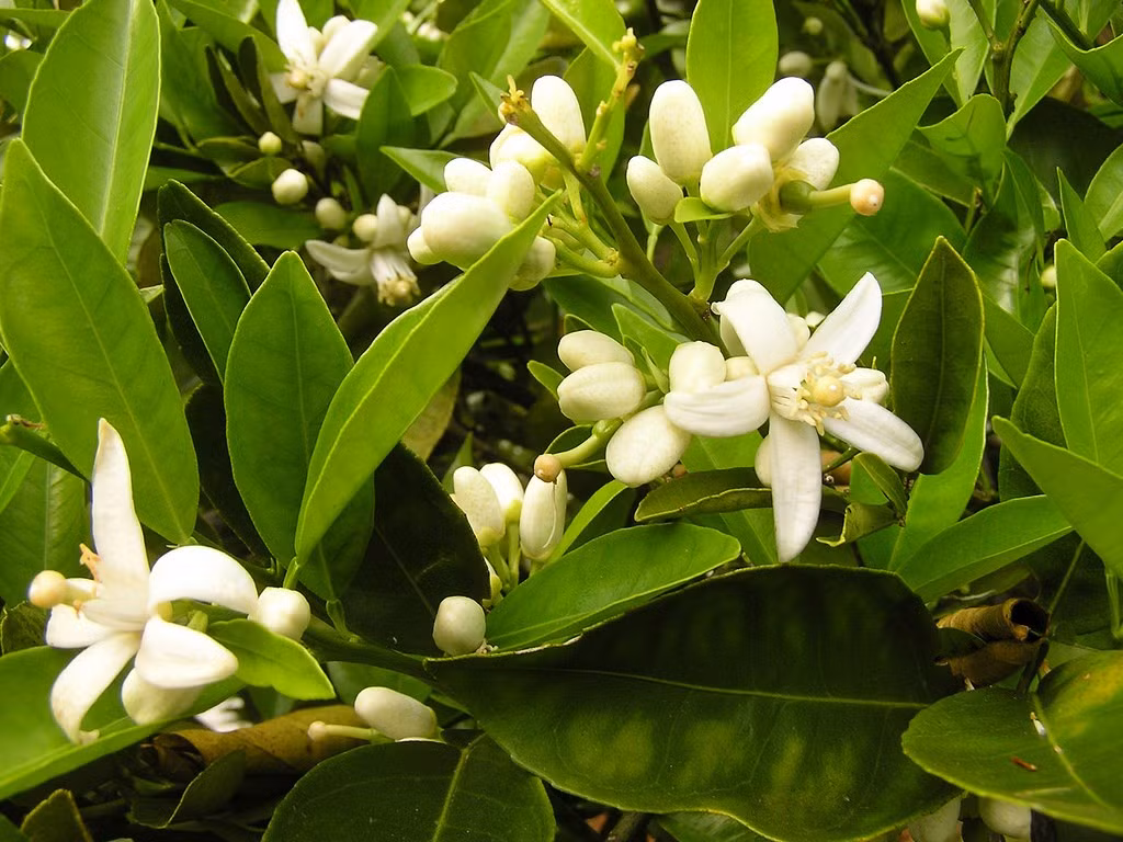 Hạt hướng dương và hoa chanh. Cần 2 muỗng cà phê hạt hướng dương và 2 muỗng cà phê hoa chanh đun cùng 0,5 lít nước lọc trong 30 phút. Sau đó dùng hỗn hợp này chải răng sau mỗi bữa ăn.