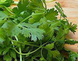 Rau mùi có lợi cho sức khỏe tim mạch: Từ lâu, y học cổ truyền đã sử dụng các bộ phận như lá mùi để chữa đau, tiêu viêm, các vấn đề về đường tiêu hóa và bệnh tiểu đường. Ảnh: FS.