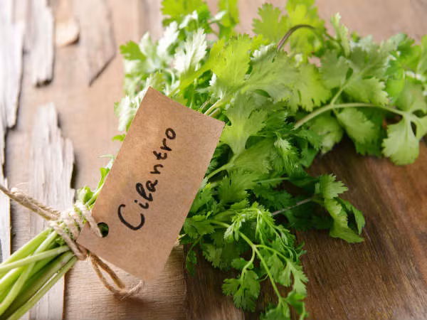 Tuy nhiên, vì rau mùi thường được ăn sống, điều này đặt ra nguy cơ bị nhiễm khuẩn. Do vậy, để đảm bảo sức khỏe, bạn nên nấu chín loại rau này rồi mới sử dụng. Ảnh: Boldsky.