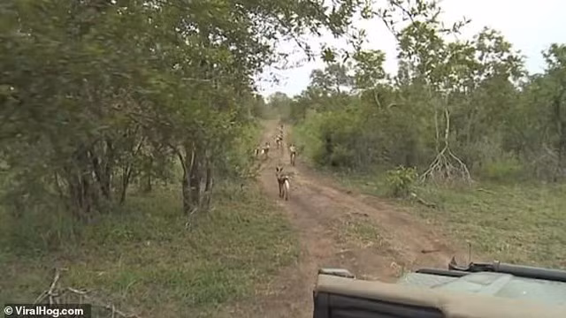 Bay voi day lui pha tan cong cua to doi san moi nguy hiem-Hinh-2