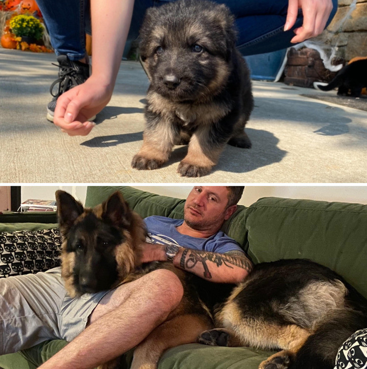 "Vợ tôi nói rằng chú chó này sẽ không to lớn như vậy, và thực tế là...", người chồng viết.