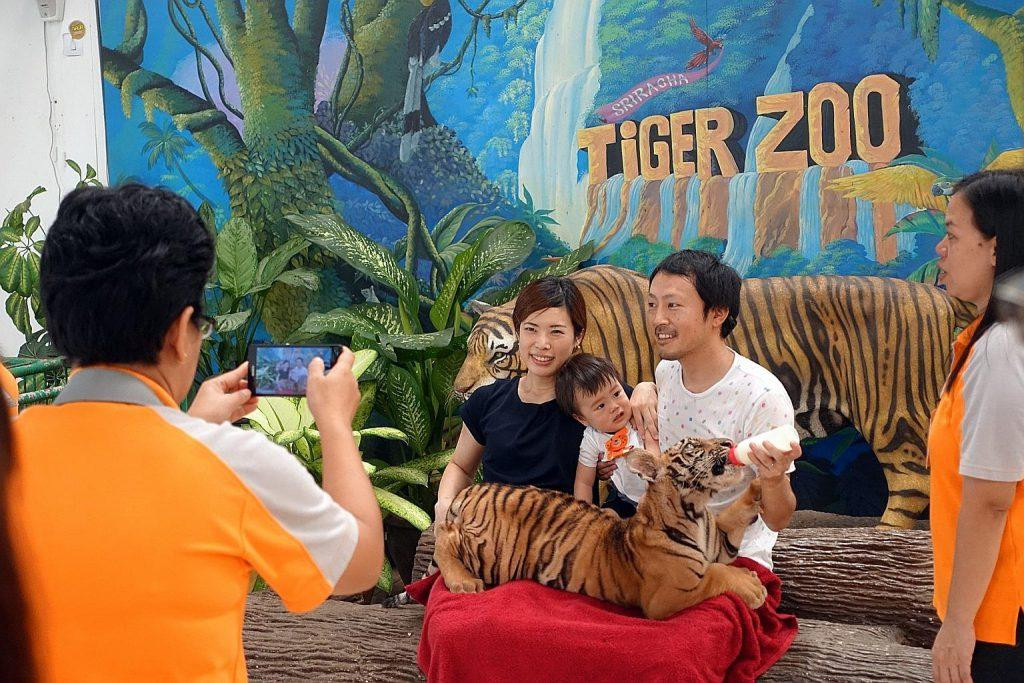 Trại hổ Sriracha Tiger Zoo chứa hơn 400 con hổ Bengal, 10,000 con cá sấu cùng vô số các loài động vật hoang dã khác như: voi, khỉ, lạc đà, hươu cao cổ, lợn...