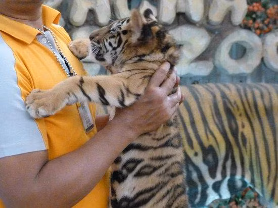 Tại đây du khách sẽ có cơ hội được ẵm bế những chú hổ con.