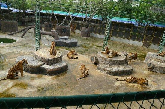 Tham quan những khu trại hổ Sriracha Tiger Zoo là một hành trình thú vị đối với nhiều bạn trẻ và hơn cả đó là những bậc phụ huynh có con nhỏ. Đây cũng là một dịp để chúng ta có thể khám phá thêm về thế giới loài vật cũng như dạy cho trẻ em về cách bảo vệ và yêu thương những loài động vật hoang dã.