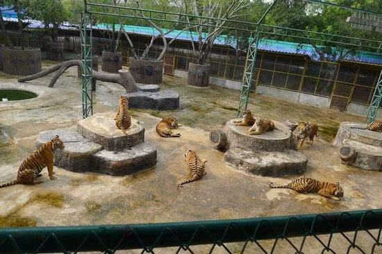 Tham quan những khu trại hổ Sriracha Tiger Zoo là một hành trình thú vị đối với nhiều bạn trẻ và hơn cả đó là những bậc phụ huynh có con nhỏ. Đây cũng là một dịp để chúng ta có thể khám phá thêm về thế giới loài vật cũng như dạy cho trẻ em về cách bảo vệ và yêu thương những loài động vật hoang dã.