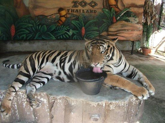 Vẻ ngoài hiền lành hiếm có của "chúa sơn lâm".