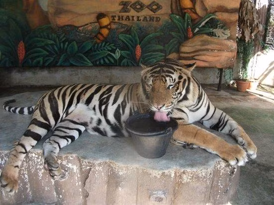 Vẻ ngoài hiền lành hiếm có của "chúa sơn lâm".