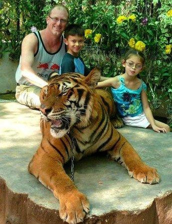 Du khách có thể cho chúng ăn, chụp ảnh cùng những chú hổ Bengal này mà không phải lo sợ điều gì cả.