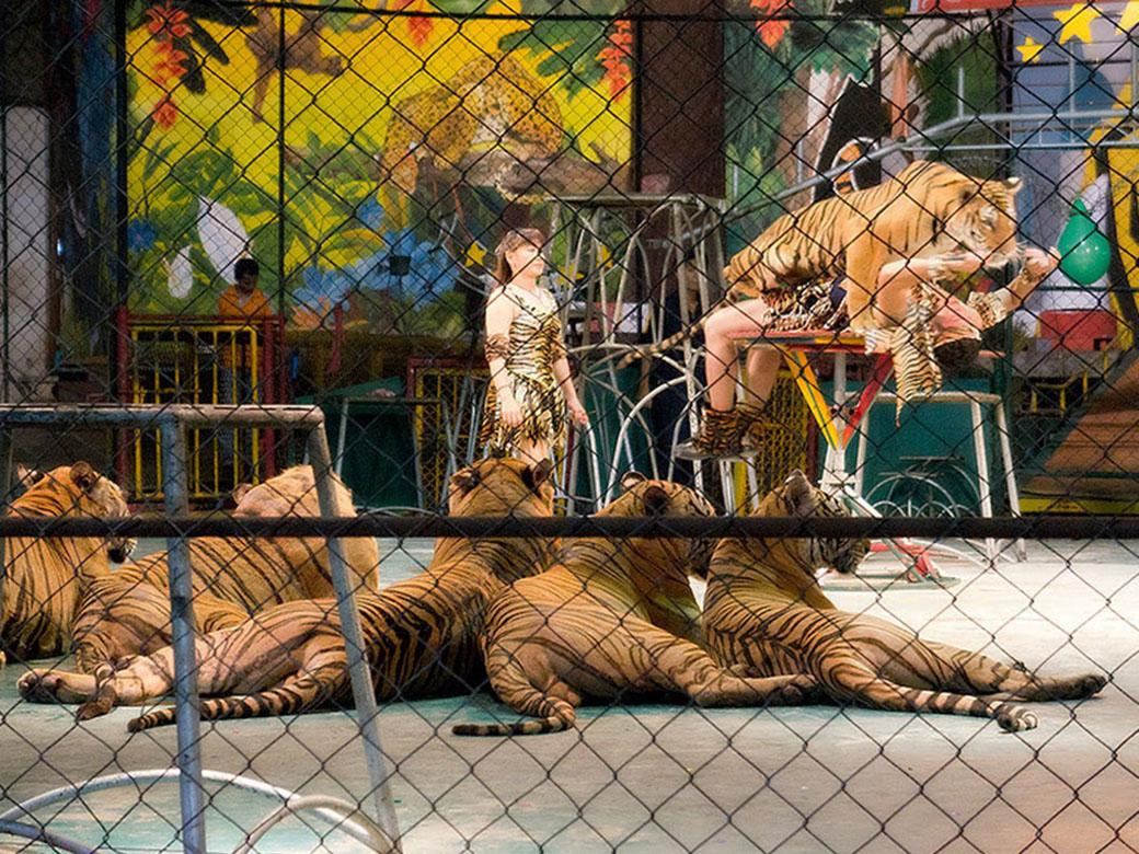 Với diện tích hơn 1000 ha, đây là khu vực rộng lớn đủ để làm nơi trú ngụ cho các loài động vật hoang dã. Hai loài động vật cư ngụ chính ở đây là hổ và cá sấu.