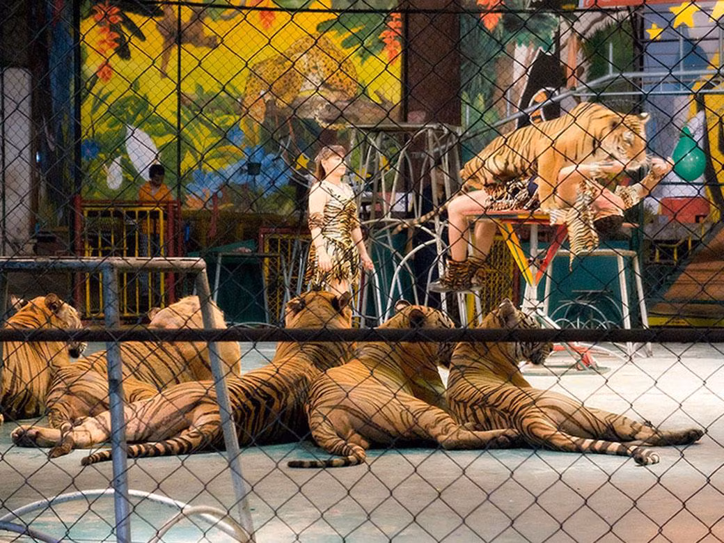 Với diện tích hơn 1000 ha, đây là khu vực rộng lớn đủ để làm nơi trú ngụ cho các loài động vật hoang dã. Hai loài động vật cư ngụ chính ở đây là hổ và cá sấu.