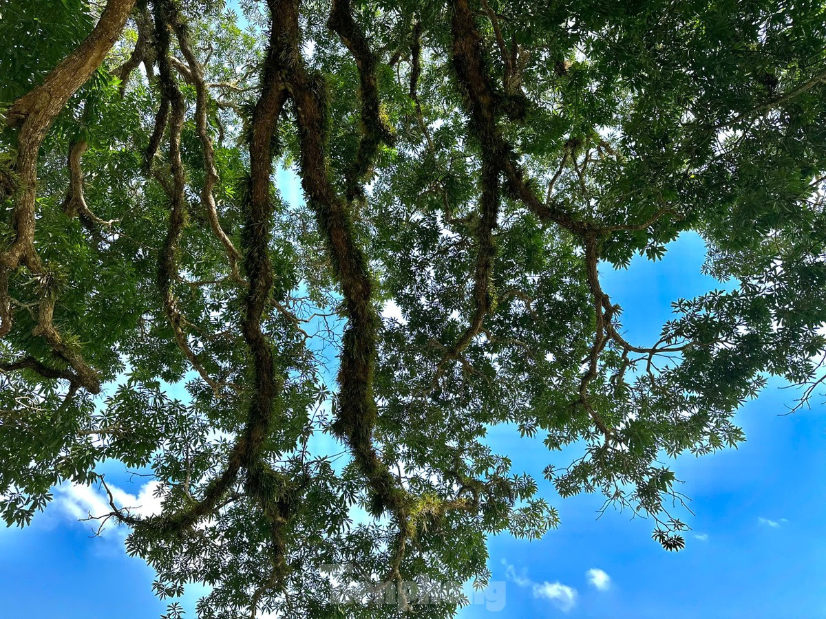 Chiem nguong cay troi 800 tuoi chi no hoa mot ben-Hinh-5