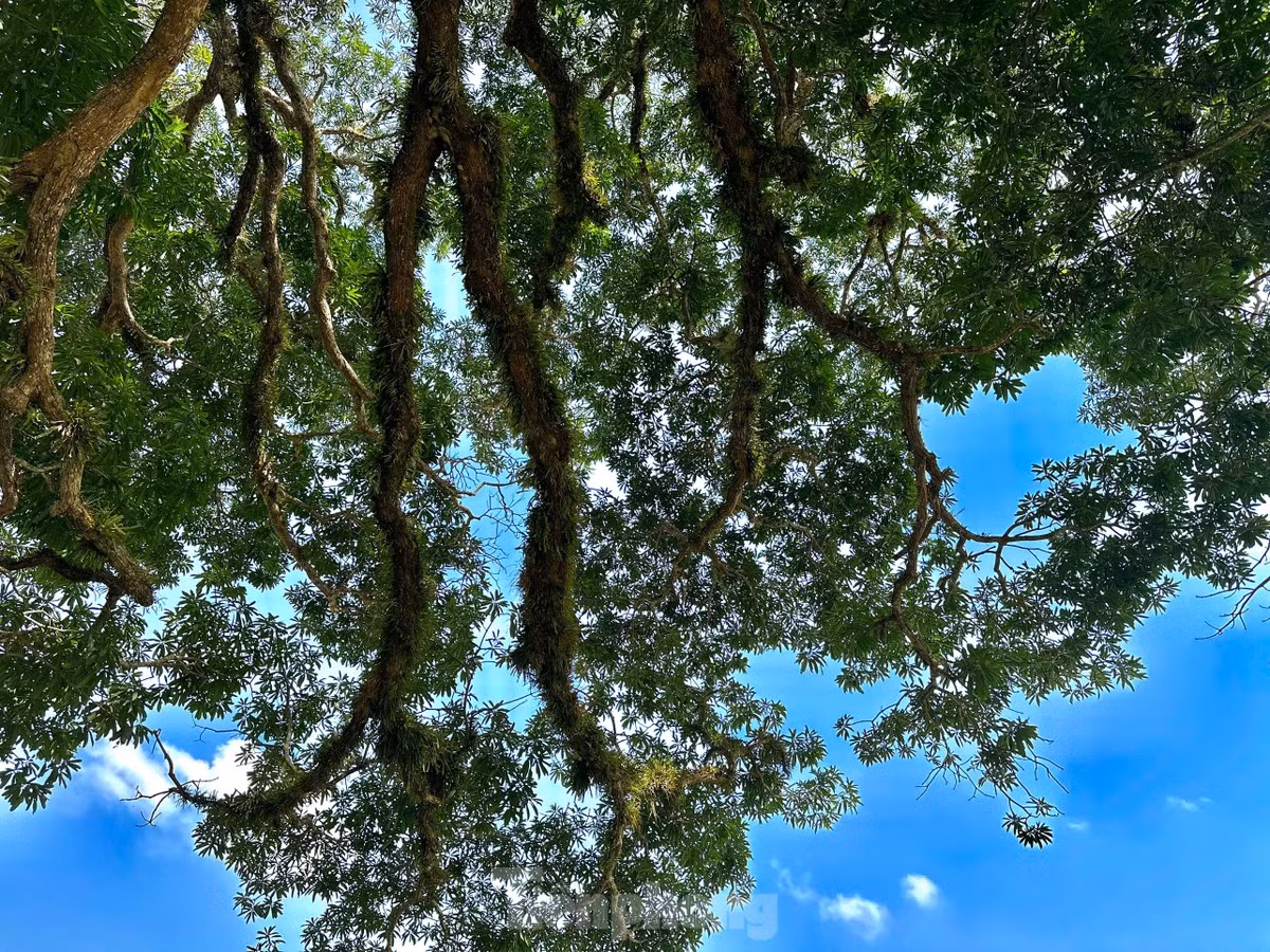 Chiem nguong cay troi 800 tuoi chi no hoa mot ben-Hinh-5