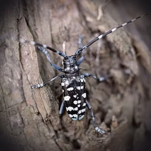 Những con xén tóc có thân hình cứng như thép và cặp hàm sắc lẹm như chiếc kéo quả thực là một thợ cắt tóc cừ khôi. Thử thả chúng trên đầu, những sợi tóc sẽ bị chúng xén rơi xuống lả tả.