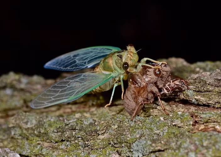 Những chú ve xuất hiện vào đầu mùa hè, khi bọn học trò bắt đầu kỳ nghỉ dài của mình. Có vô số trò hay với loài côn trùng này như nhặt xác ve, “câu” ấu trùng ve, ngắm ve lột xác hay bắt ve vào buổi đêm… Ve thường được chia làm hai loại là ve sầu và ve kim, trong đó ve kim nhỏ hơn và có tiếng kêu chói tai hơn.