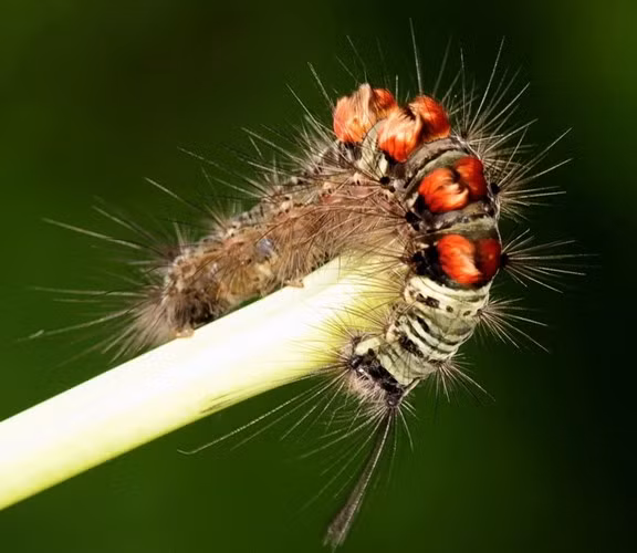 Sâu róm - ấu trùng của bướm - có rất nhiều loại khác nhau nhưng nhìn chung đều có vẻ ngoài lông lá trông cực kỳ gớm ghiếc, vì vậy nó trở thành đối tượng lý tưởng để đem đi doạ những cô bé "nhát gan". Ảnh: Internet.