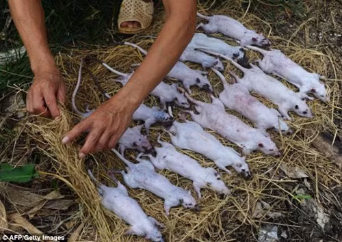 Xuất hiện nhiều ở vùng đồng bằng sông Hồng và sông Cửu Long, món ăn được coi là một đặc sản Việt Nam tuyệt ngon.