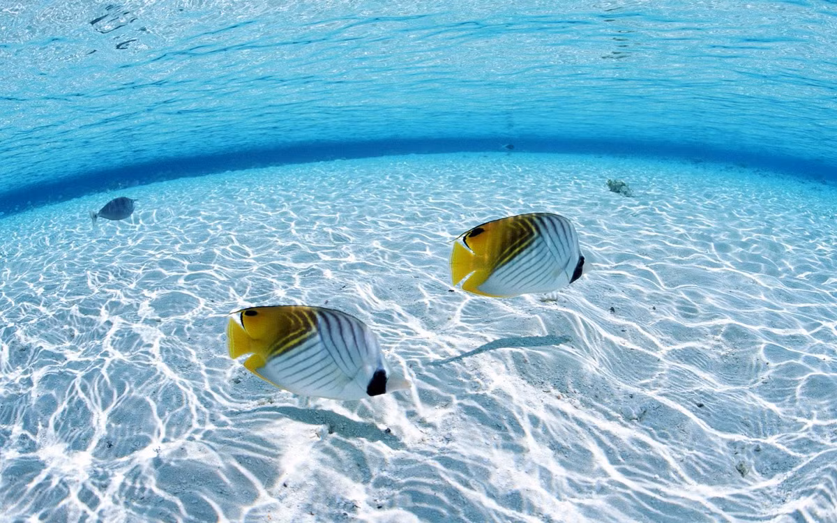 Mơ thấy cá trong hoàn cảnh thiếu nước cho thấy bạn sẽ gặp khó khăn trong công việc, thậm chí có thể bị cách chức.