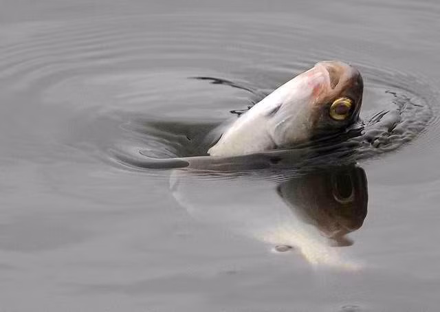 Mơ thấy cá chết là điềm xấu. Nó ám chỉ công việc của bạn sẽ gặp khó khăn hoặc một điều tiêu cực liên quan đến tiền bạc.