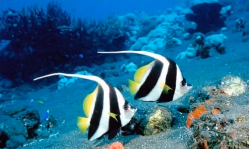 Mo thay con vat nay, chac chan khong thang quan cung phat tai!-Hinh-2