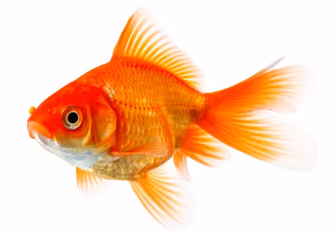  Mơ thấy cá vàng có nghĩa là sự giàu có, thành công và những cuộc phiêu lưu thú vị sẽ đến với bạn.