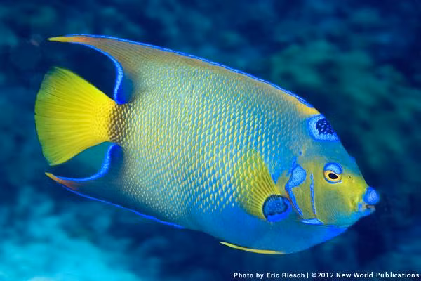  Giấc mơ thấy cá lớn là dấu hiệu cho thấy sự giàu có và hạnh phúc. Trong khi đó mơ thấy cá nhỏ báo hiệu bạn sẽ hạnh phúc trong tình yêu.