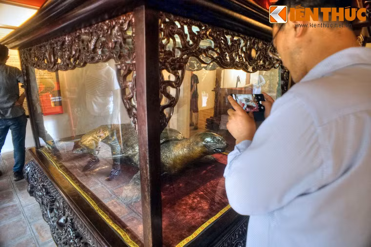 Tiêu bản bên ngoài là của “cụ” rùa chết năm 1967. “Cụ” rùa này khi mới chết có cân nặng 250 kg, chiều dài 2,1 mét, rộng 1,2 mét.